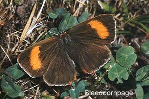 Sleedoornpage