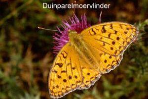 Duinparelmoervlinder