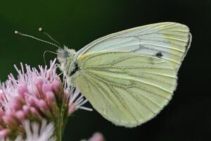 10 Winnende foto's van de fotowedstrijd