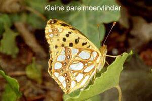 Kleine parelmoervlinder