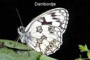 Dambordje