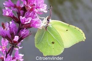 Citroenvlinder