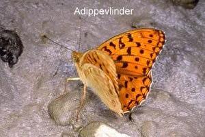 Adippevlinder