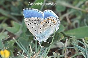 Adonisblauwtje