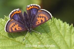 Blauwe vuurvlinder