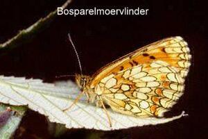 Bosparelmoervlinder