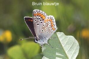 Bruin blauwtje