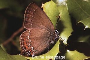 Bruine eikenpage