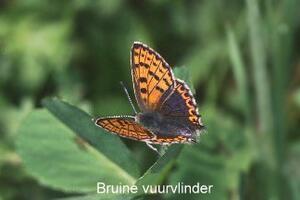 Bruine vuurvlinder