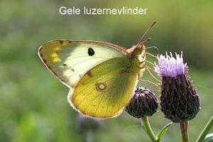 Gele luzernevlinder