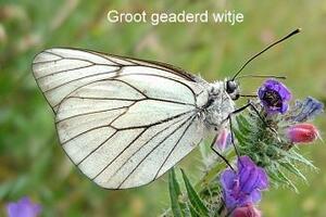 Groot geaderd witje