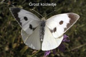 Groot koolwitje