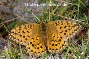 Grote parelmoervlinder