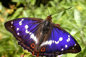 Grote weerschijnvlinder