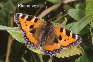 Kleine vos