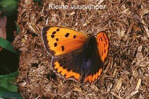 Kleine vuurvlinder